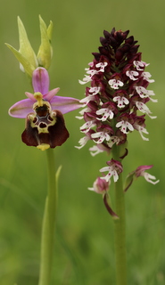 Late spider and burnt-tip orchids