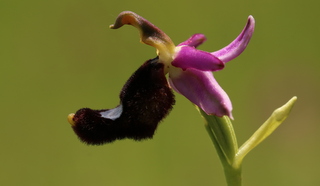 Bertoloni's bee orchid