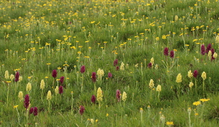 Elder-flowered orchids Gran Sasso