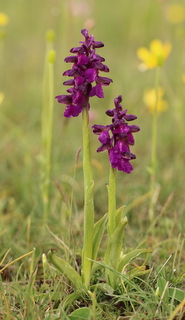 Green winged orchid