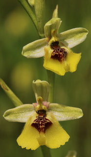Lacaita's bee orchid