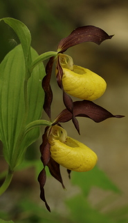 Lady slipper orchid