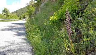 Lizard Orchid