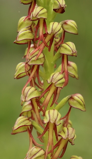 Naked man orchid