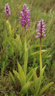 Military orchids