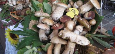 Gnocchi with mushrooms