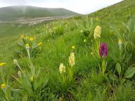 Hiking in Abruzzo - wild orchids