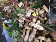 Gnocchi with mushrooms