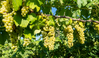 Bunches Of White Wine Muscat Grapes Ripening On Vineyards Near T
