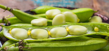 Full of Beans