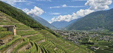 Wines of Lombardy