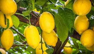 Lemons growing on the tree, in Italy on the Amalfi Coast