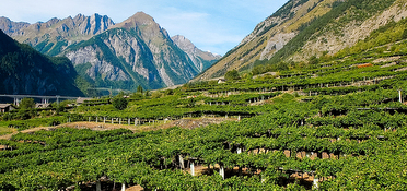 Wines of the Aosta Valley