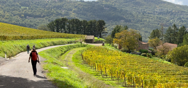 Wines of Emilia-Romagna