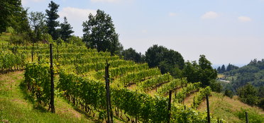 Explore Italy’s wine regions