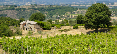 Wines of Umbria
