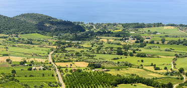 Wines of Lazio