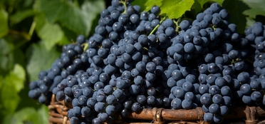 Wines of Campania